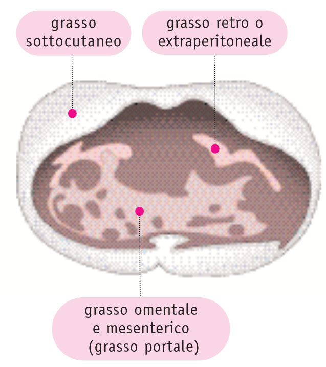 Immagine RMN del grasso viscerale e sottocutaneo Immagine RMN del grasso viscerale e sottocutaneo
