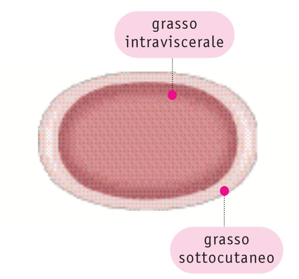 Nell'uomo prevale il grasso intraviscerale Nell'uomo prevale il grasso intraviscerale